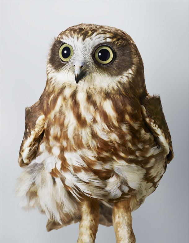 portretten-vogels-leila-jeffreys-3