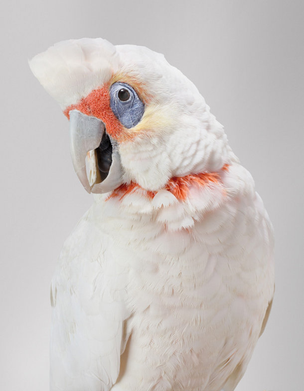 portretten-vogels-leila-jeffreys-6