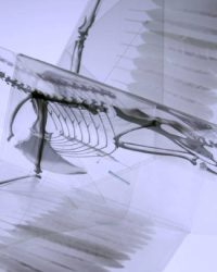 Vouw de anatomie van vogels in elkaar Vouw de anatomie van vogels in elkaar